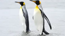 Un cuplu de pinguini gay a furat un ou de la alt cuplu de pinguini
