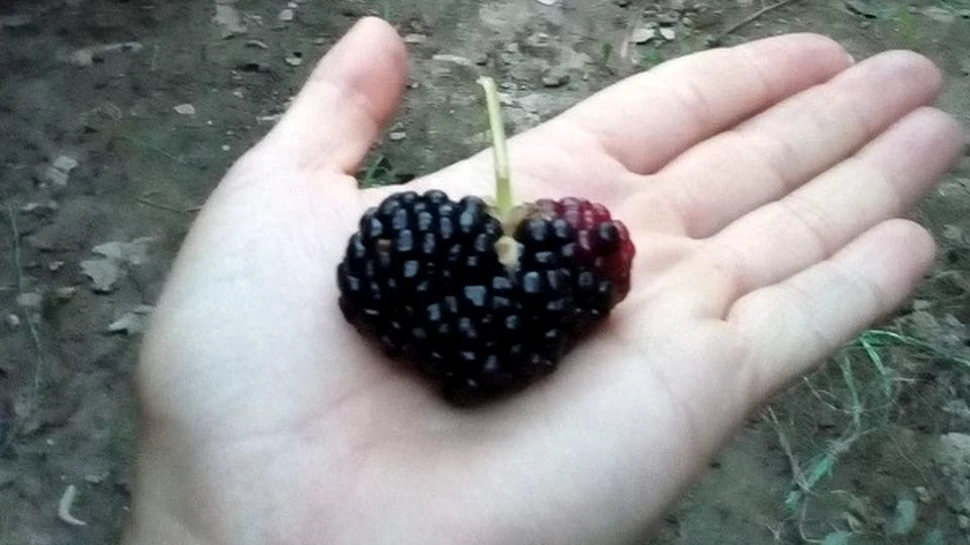 Mure gigant, cultivate într-un cartier din Craiova