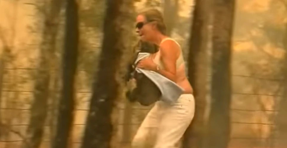 Imagini dramatice: O femeie îşi riscă viaţa pentru a salva un koala din flăcări, în Australia