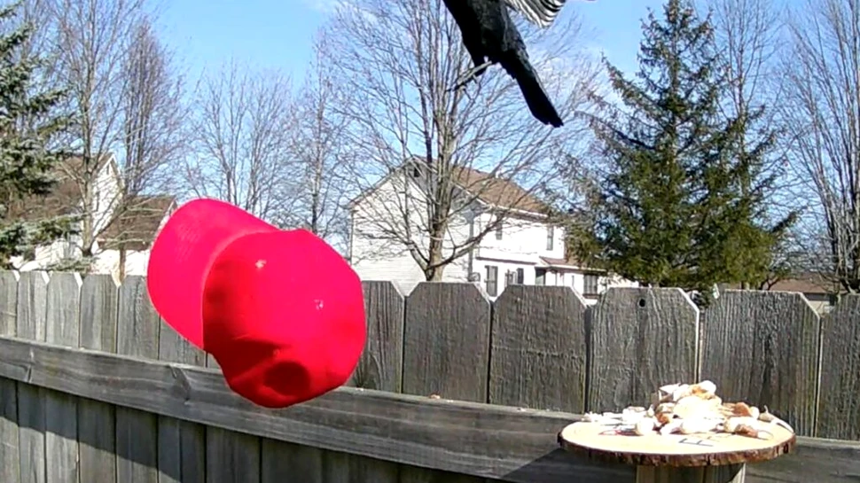 Un bărbat a dresat ciorile să atace șepcile MAGA