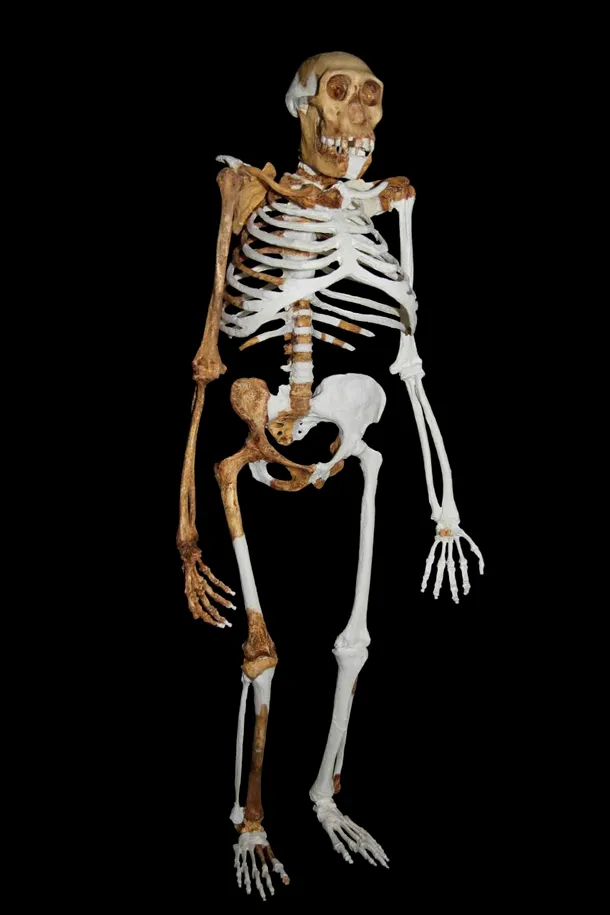 Femelă de Australopithecus sediba