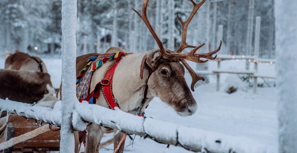 Cât costă o vacanţă în Laponia, acasă la Moş Crăciun?