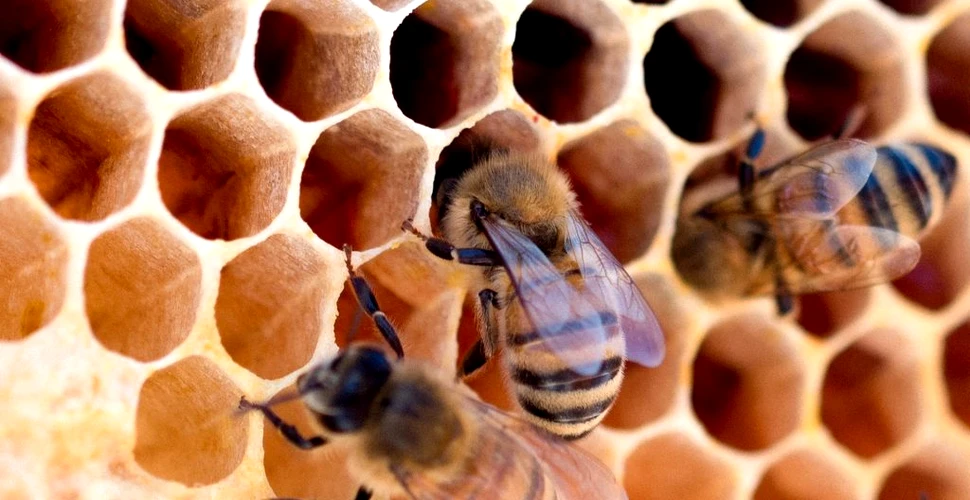 O singură albină din Africa de Sud a creat o armată nemuritoare de milioane de clone