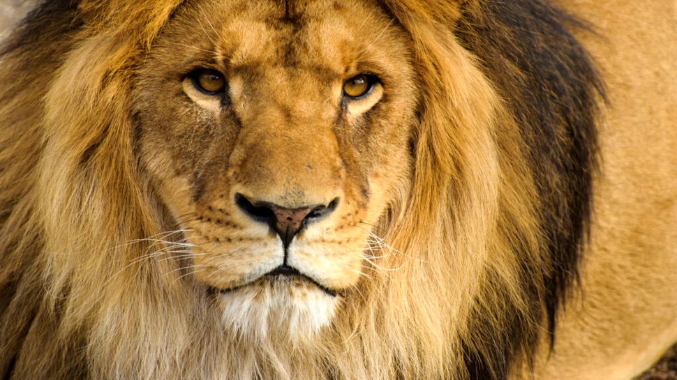 Un super-prădător din Africa stârnește mai multă frică decât „regele junglei”