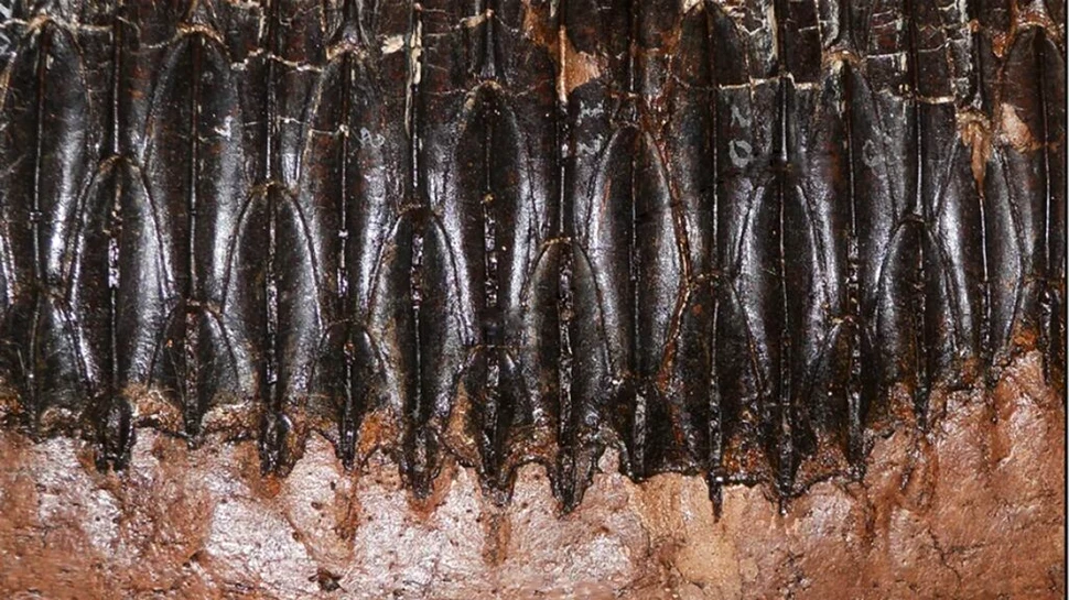 Dinozaurii erbivori își schimbau des dinții din cauza plantelor consumate