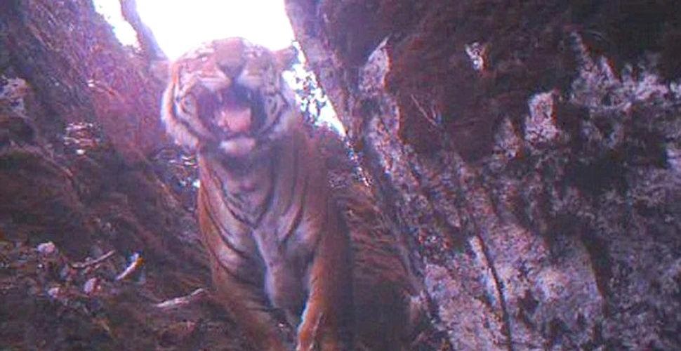 A fost descoperit regatul secret al tigrilor din Bhutan