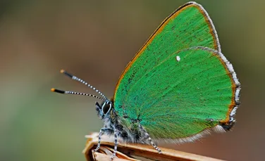 Cercetătorii au creat un material optic super-puternic după structura aripilor de fluture – FOTO