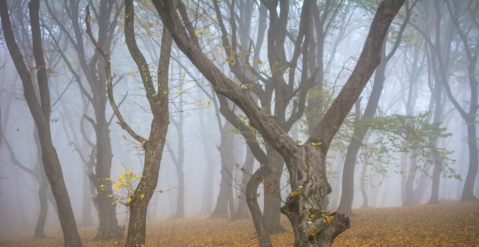 Pădurea Hoia-Baciu, numită de unii „Triunghiul Bermudelor din România”