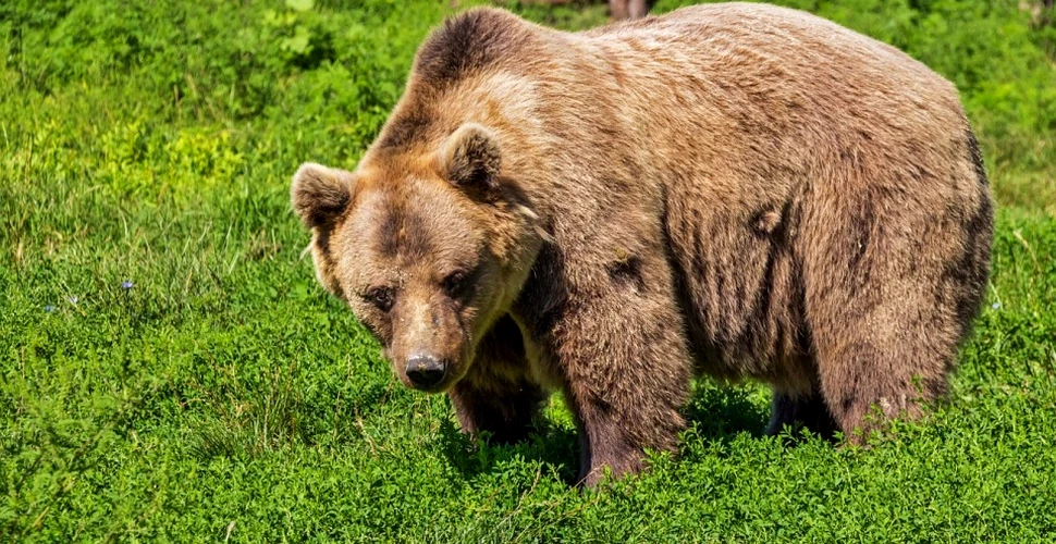 Pădurarii vor să aibă permisiunea de a împuşca urşii care umblă liberi prin oraşul Braşov
