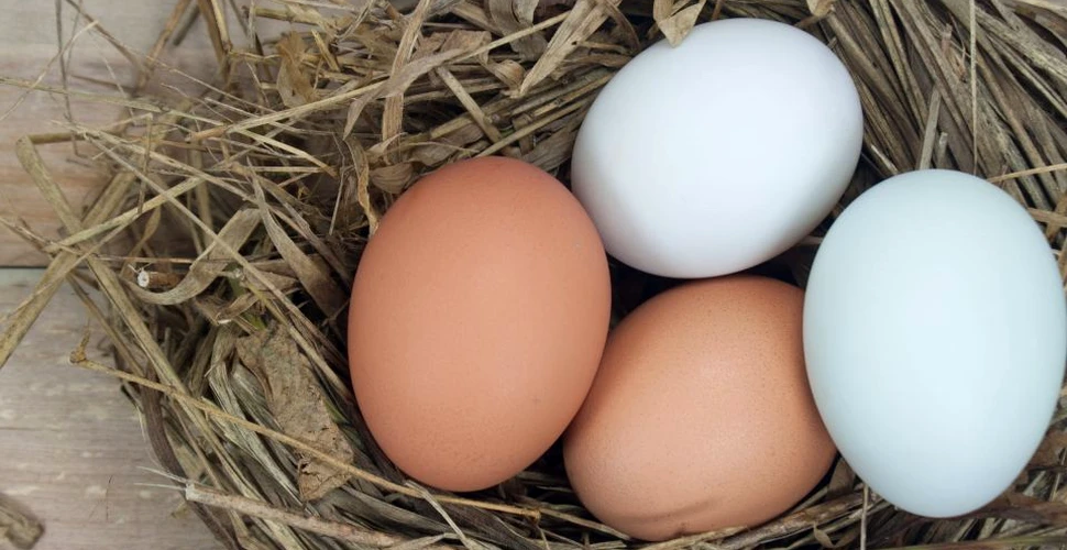 Care este diferenţa dintre ouăle maro şi cele albe