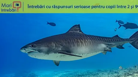 Care este cel mai lung pește din ocean?