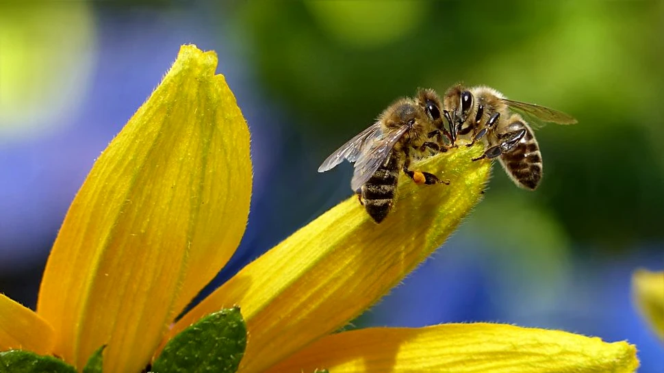Albinele sunt chiar şi mai inteligente decât se credea. Micile insecte intră în grupul restrâns de vietăţi care înţeleg conceptul de zero