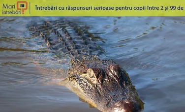 De ce aligatorii mănâncă pietre?