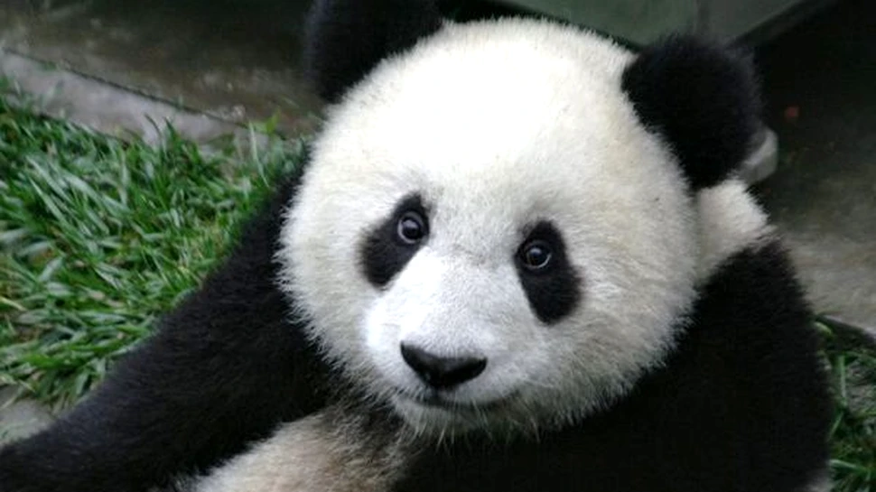 Ursii panda ar trebui lasati sa dispara, afirma un prezentator al BBC