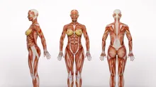 Corpul nu vrea de fapt să îmbătrânească, arată prima hartă a mușchilor umani