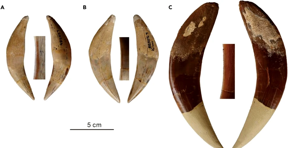 Două specii noi de pisică cu dinți-sabie, identificate în fosile vechi de milioane de ani