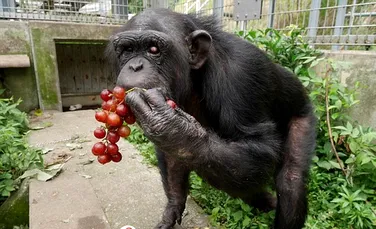 Povestea uimitoare a cimpanzeului care suferă de sindromul Down. Kanako a fost părăsită de mamă şi a orbit