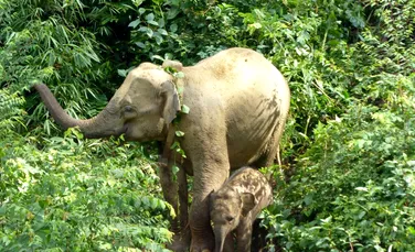 O turmă de elefanți a călcat în picioare o mașină pe o autostradă din Malaezia