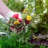 Grădinile „dezordonate” care salvează natura: Cum buruienile pot susține biodiversitatea