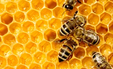 Cercetătorii au descoperit că albinele mai au o armă pe lângă ac
