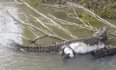 Un crocodil uriaş, împuşcat ilegal, comemorat de australieni