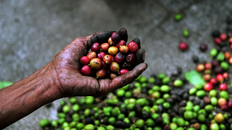Rămânem fără cafea? O ciupercă devastatoare distruge plantaţiile din America Centrală