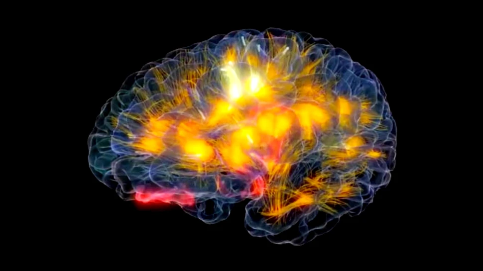 „Creierul de sticlă” – creaţia care îţi permite să vezi în timp real cum lucrează propriul creier (VIDEO)