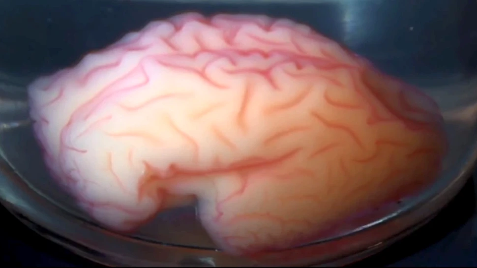Oamenii de ştiinţă au ”imprimat”  un CREIER 3D care poate rezolva unul dintre marile mistere ale aparatului cerebral. FOTO+VIDEO