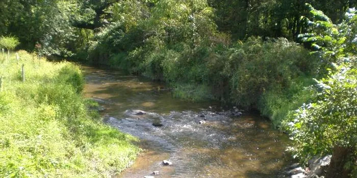 Râurile se încălzesc și pierd oxigen mai rapid decât oceanele, au descoperit cercetătorii