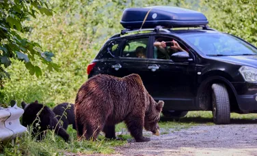 Lege nouă în România: urșii care intră în localități pot fi împușcați, amenzi uriașe pentru cei care îi hrănesc