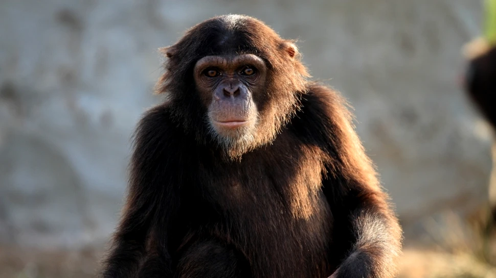 Un cercetător a descoperit o nouă specie de căpuşă în propriul nas