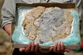Doi paleontologi amatori au descoperit cea mai mare captură de echinoderme din Jurasic din Regatul Unit
