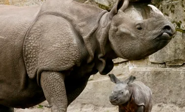 Camera pentru rinocerii “Proaspat Casatoriti”