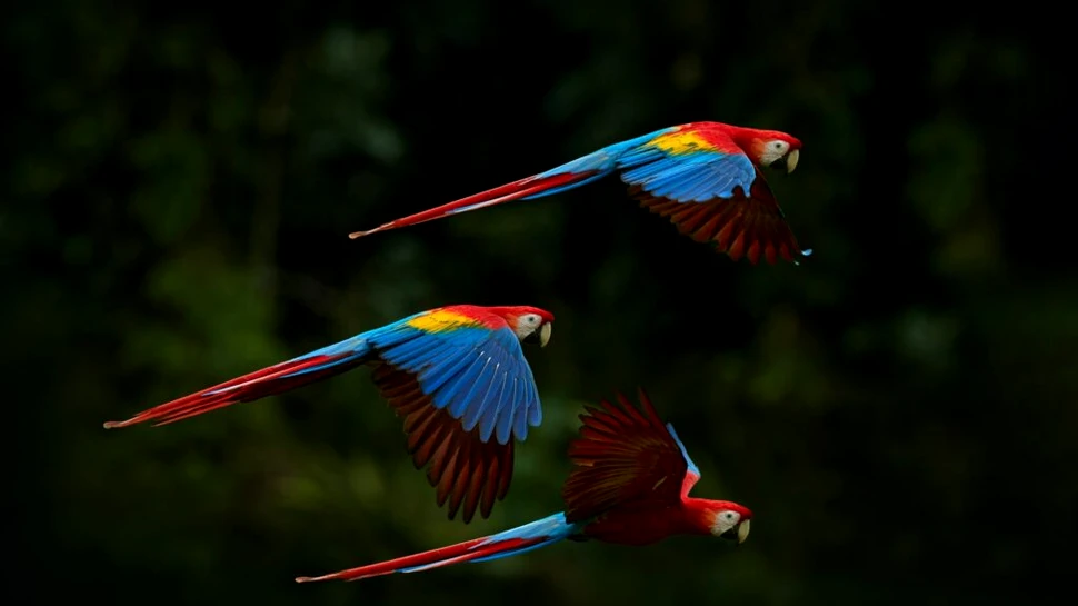 Zeci de mii de papagali și-au dezlănțuit furia și au atacat un orășel din Argentina