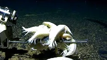 Un crustaceu uriaș populează mai bine de jumătate dintre oceanele lumii