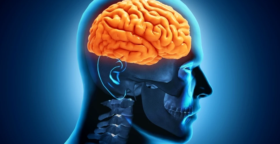 De ce se micşorează creierele oamenilor? Efectul îngrijorător este produs de o problemă contemporană tot mai răspândită