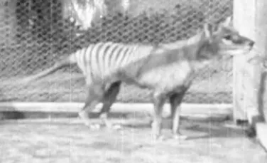Imagini nemaivăzute de 85 de ani cu enigmaticul tigru tasmanian. VIDEO