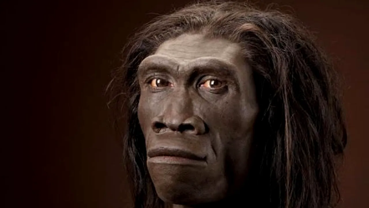 1-homoerectus 