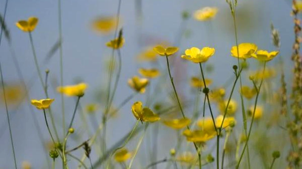Terra se afla in plina extinctie a vietii