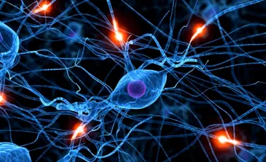 Ce nu se foloseşte, se aruncă: celule imunitare speciale „mănâncă” sinapsele leneşe din creier