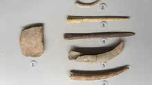 Cele mai vechi unelte cunoscute din oase de balenă, descoperite în colecțiile muzeelor europene