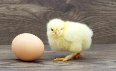 Cercetătorii susţin că au găsit răspunsul ştiinţific la marea întrebare: ”Ce a fost mai întâi, oul sau găina?”