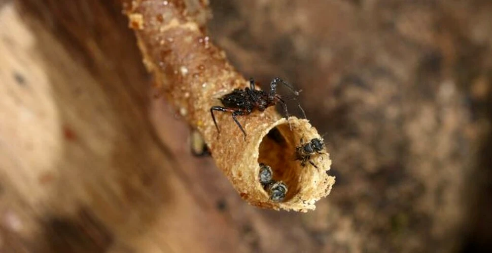 O specie de insectă folosește o tactică surprinzătoare pentru a-și manipula prada