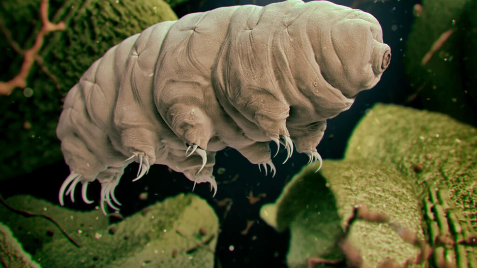 Micile tardigrade pot alege un mijloc de transport mai neobișnuit, chiar dacă asta înseamnă moarte