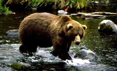 Turist atacat de un urs în cort, pe Valea Cerbului din Buşteni