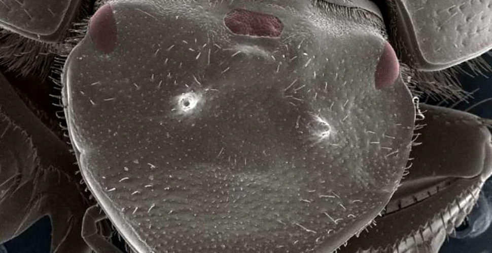 Creatura cu trei ochi realizată de cercetători reprezintă un pas uriaş în biologie