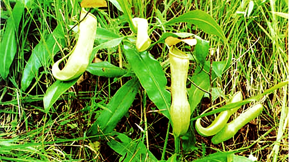 Plantele carnivore au proprietati medicale