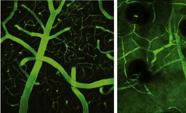 Sângele fluorescent de șoarece ne va ajuta să înțelegem mai bine bolile cerebrale