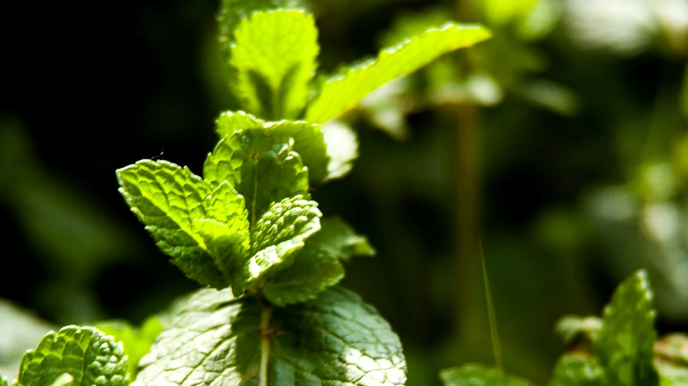 Plantele pot avea cogniţie în ciuda absenţei unui sistem nervos?