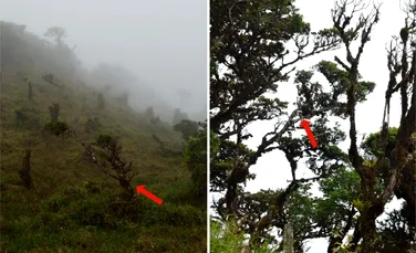 O nouă specie de copac din Panama, identificată după 25 de ani, este deja pe cale de dispariție